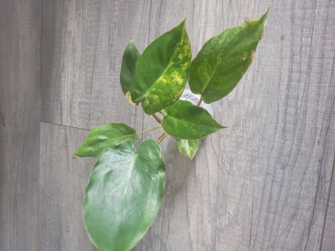 Szymon, Warszawa Szymon, Warszawa