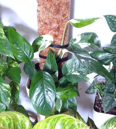 Mikołaj, Oława Mikołaj, Oława