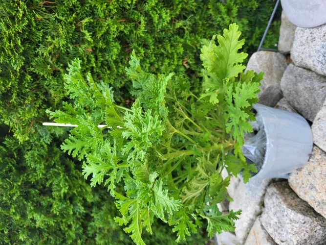 Marianna, Imielin Marianna, Imielin