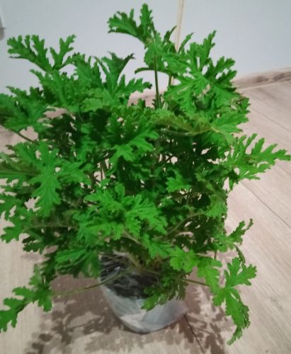 Grzegorz, Rybno Grzegorz, Rybno