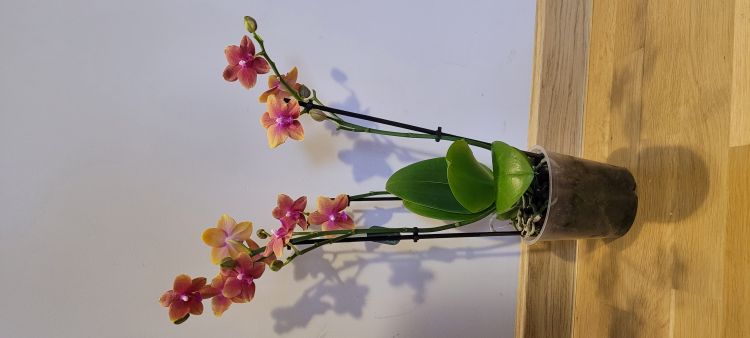 Ewa, Kołobrzeg Ewa, Kołobrzeg