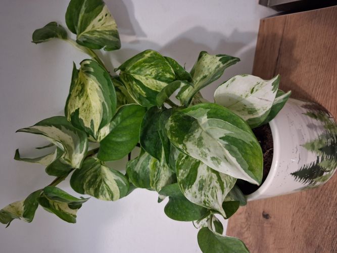 Paulina, Warszawa Paulina, Warszawa