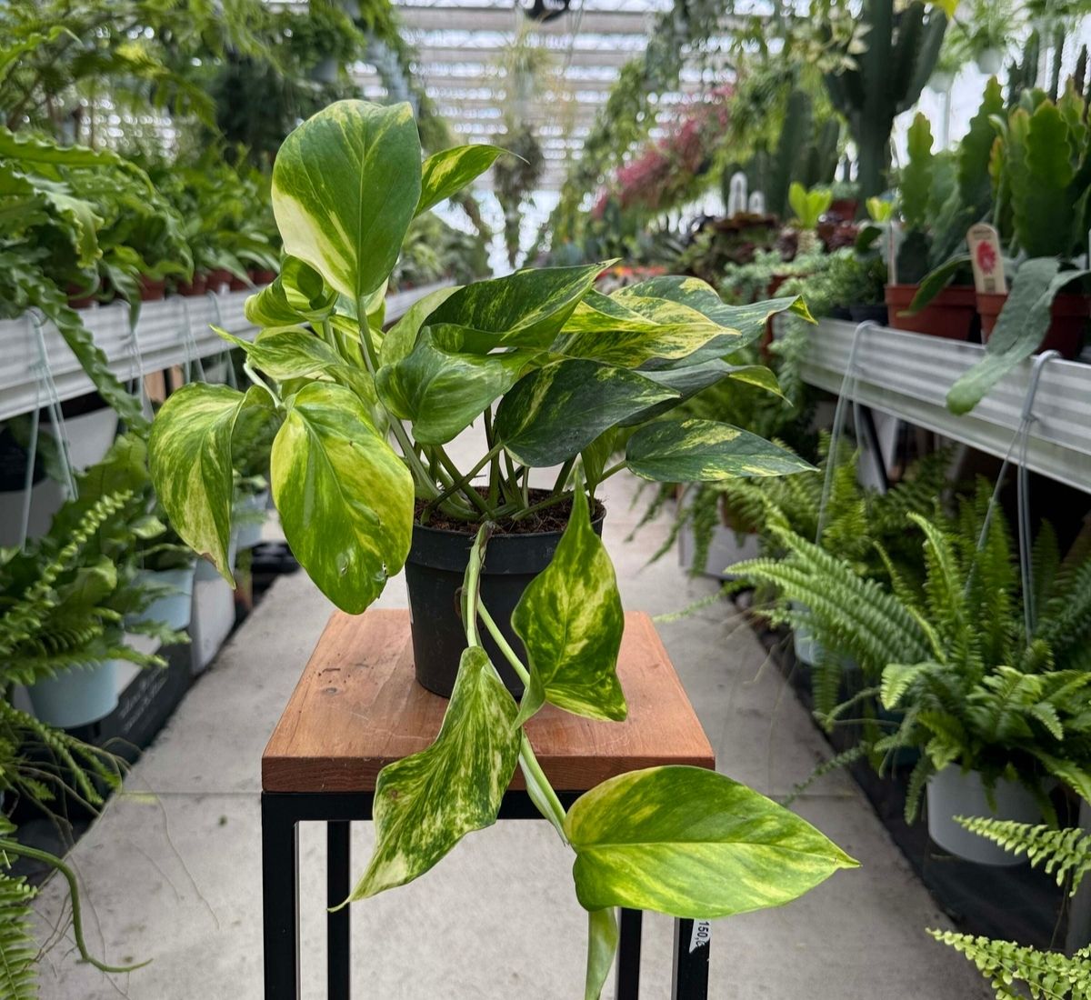 pol_pl_EPIPREMNUM-HICOLOR-P12-3213_1