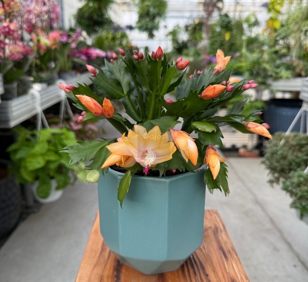 Kwiaty doniczkowe – przewodnik po najpiękniejszych roślinach do domu