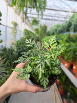 PAPROĆ PTERIS EVERGEMIENSIS P9