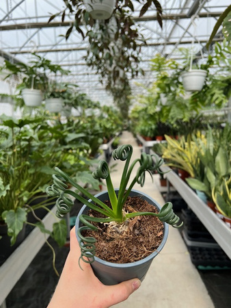 ALBUCA SPIRALUS 'FRIZZLE SIZZLE' P12