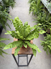 PAPROĆ ASPLENIUM CRISPY WAVE P12.