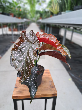 BEGONIA MACULATA  P12