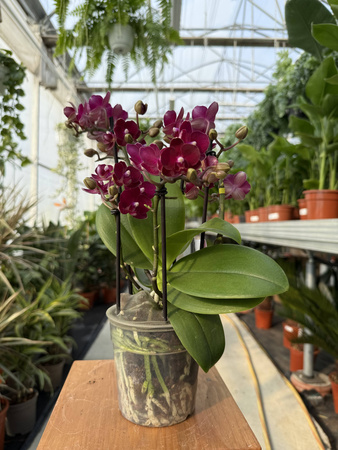 PHALENOPSIS MULTIFLORA TYPES RED TEMPTATIO