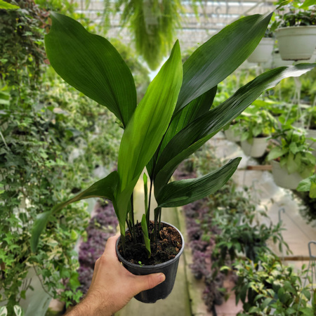 ASPIDISTRA