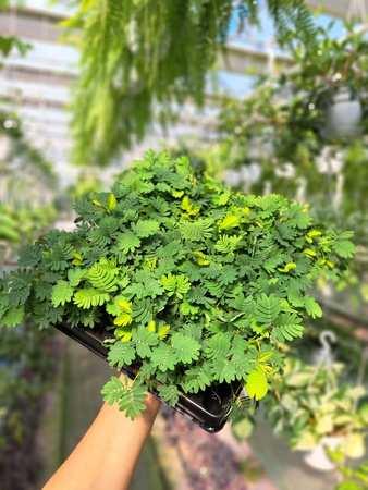 MIMOSA P5,5