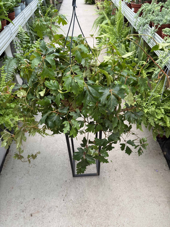 CISSUS ELLEN DANICA P19