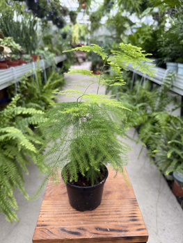 ASPARAGUS PLUMOSUS P10