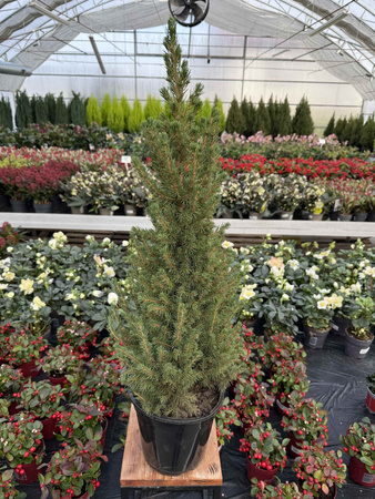 ŚWIERK BIAŁY CONICA P19