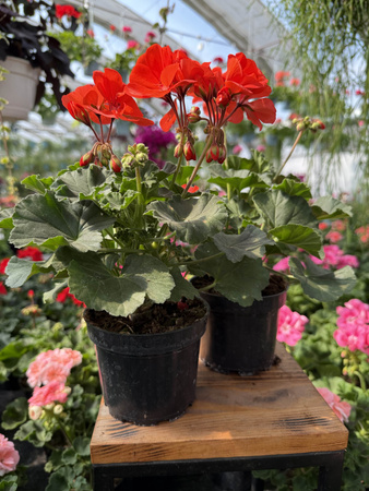 PELARGONIA STOJĄCA JASNOCZERWONA ZESTAW 6 SZTUK