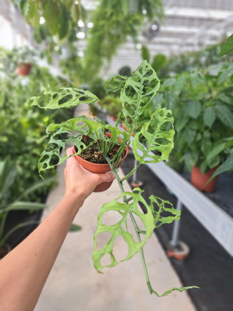 MONSTERA OBLIQUA PERU P12