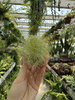 TILLANDSIA ANDREANA P10