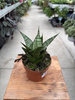 SANSEVIERIA EHRENDEL P10,5