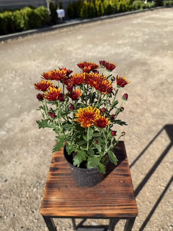CHRYZANTEMA DROBNOKIATOWA POMARAŃCZOWA MINI P11