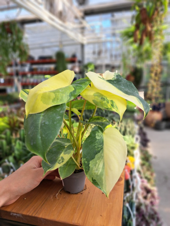 PHILODENDRON BURLE MARX VARIEGATA P6