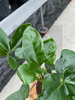 PHILODENDRON FUN BUN P13