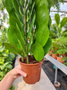 ZAMIOCULCAS ZAMIFOLIA ZAMICRO P14