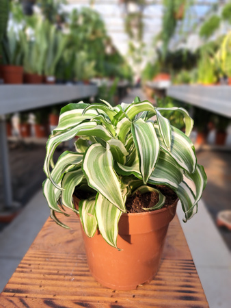 DRACENA KANZI P12