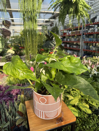 EPIPREMNUM MARBLE GREEN P12