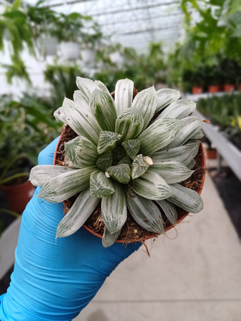 HAWORTHIA CYMBIFORMIS P10,5