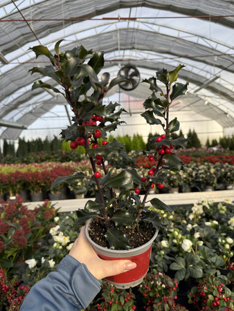 OSTROKRZEW KOLCZASTY BLUE ANGEL P15