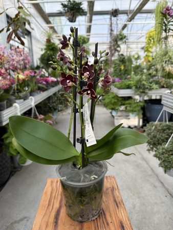 PHALENOPSIS BANANA CHOCOLATE P12