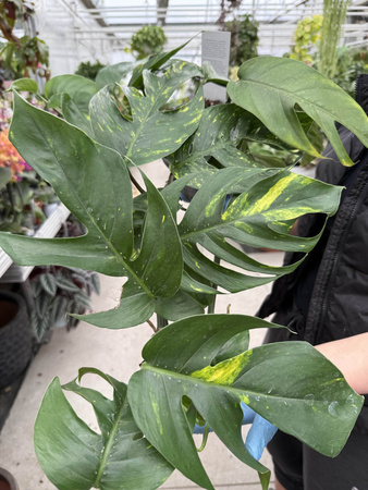 EPIPREMNUM PINATUM CINTHO GOLDFINGER P17