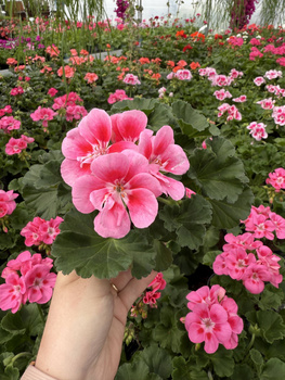 PELARGONIA STOJĄCA JASNORÓŻOWA Z CIEMNYM OCZKIEM ZESTAW 6 SZTUK