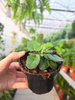 HEMIONITIS ARIFOLIA P9
