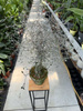 COROCIA COTONEASTER P18