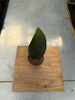 SANSEVIERIA CONGO P6