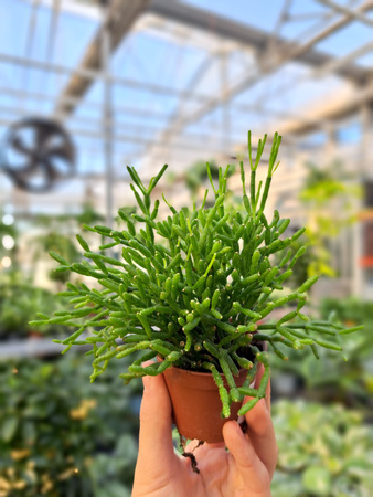 RHIPSALIS CASSUTHA P5,5