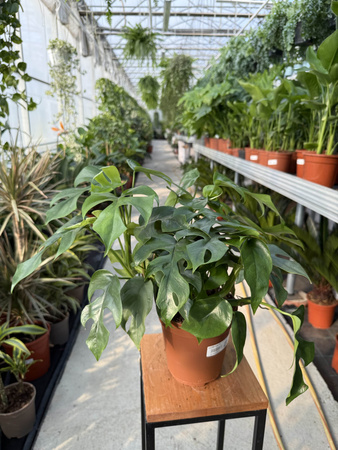 MONSTERA MINIMA P15