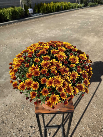 CHRYZANTEMA DROBNOKWIATOWA POMARAŃCZOWA