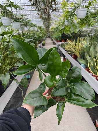 PHILODENDRON FUN BUN P13