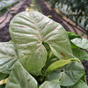 SYNGONIUM MILK CONFETTI P12