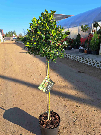 OSTROKRZEW KOLCZASTY BLUE MAID PA P28