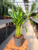 DYPSIS P10