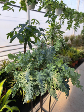PAPROĆ PHLEBODIUM DAVANA P20