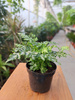 PTERIS EVERGEMIENSIS P9