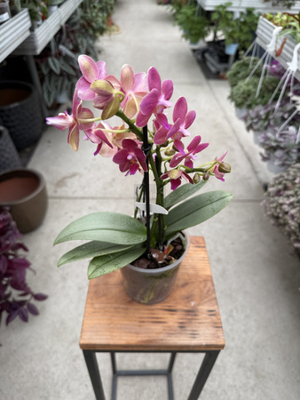 PHALENOPSIS 2 SPIKE AMORION P12