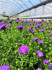 ASTER NOWOBELGIJSKI HENRY PURPLE P13 FIOLETOWY CIEMNY, PEŁNY