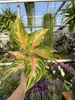 AGLAONEMA EYECATCHER P12