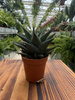 ALOE P5,5