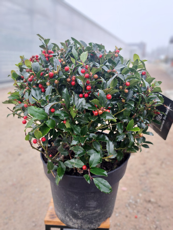 OSTROKRZEW KOLCZASTY BLUE MAID P28